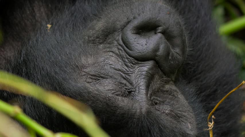 Baby mountain gorilla sleeping in the jungle. Close up of the face