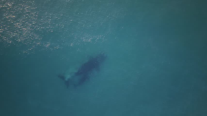 Southern right whale mother and calf swim beneath blue water off New South Wales, Australia, aerial overview as they blow bubbles and practice breaching together