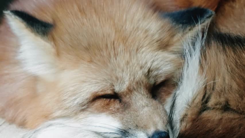 Sleeping Red Fox Curled Up With Tail Close Up