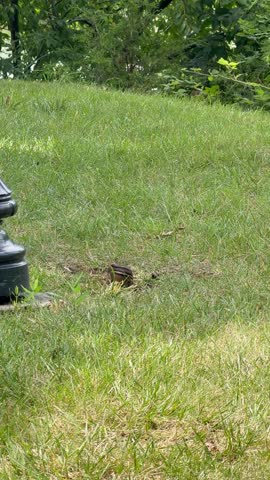 Chipmunk playful enjoy the summer grass