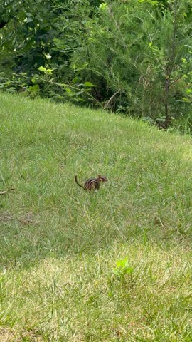 Chipmunk playful enjoy the summer grass
