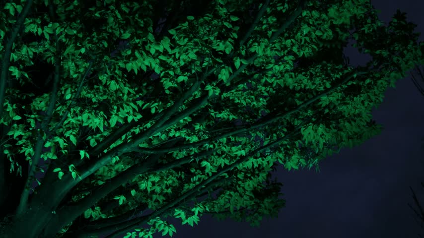 A fire hydrant sits beside a tree under the stars.
