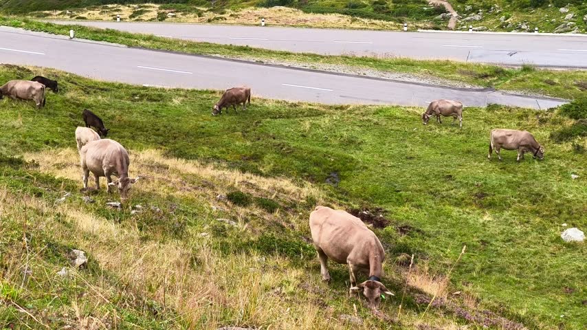 Alpine Cows Grazing Green Pasture near Mountain Pass Road