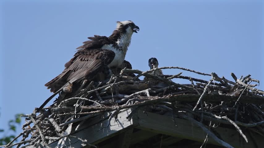 Nesting Osprey (Pandion haliaetus) with chicks.

The Osprey (Pandion haliaetus), historically known as sea hawk, river hawk, and fish hawk, is a diurnal, fish-eating bird of prey with a cosmopolitan range.