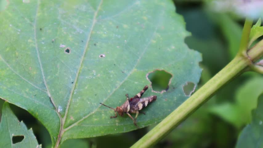 Grasshopper Resting on a Green Leaf in Tropical Vegetation