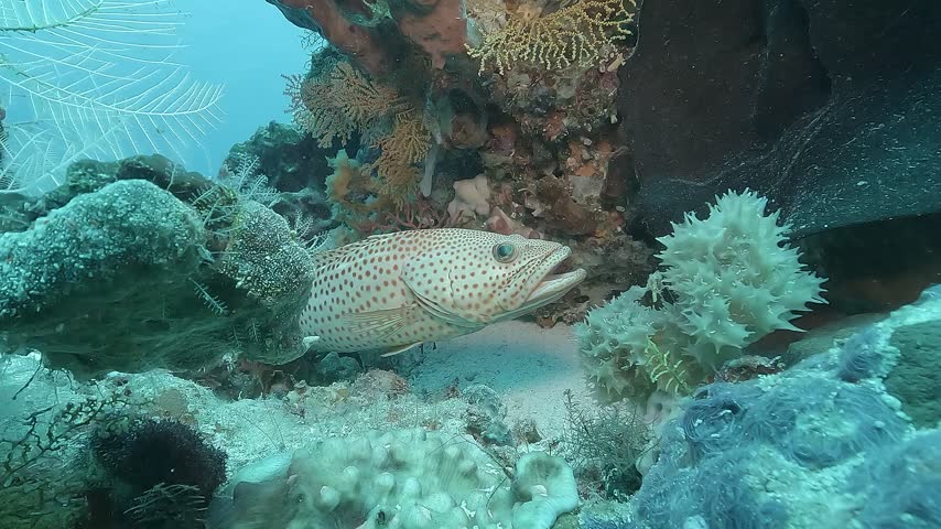 An orange-spotted grouper remains motionless beneath corals and gorgonians, watching its surroundings from a protected reef shelter in Raja Ampat.