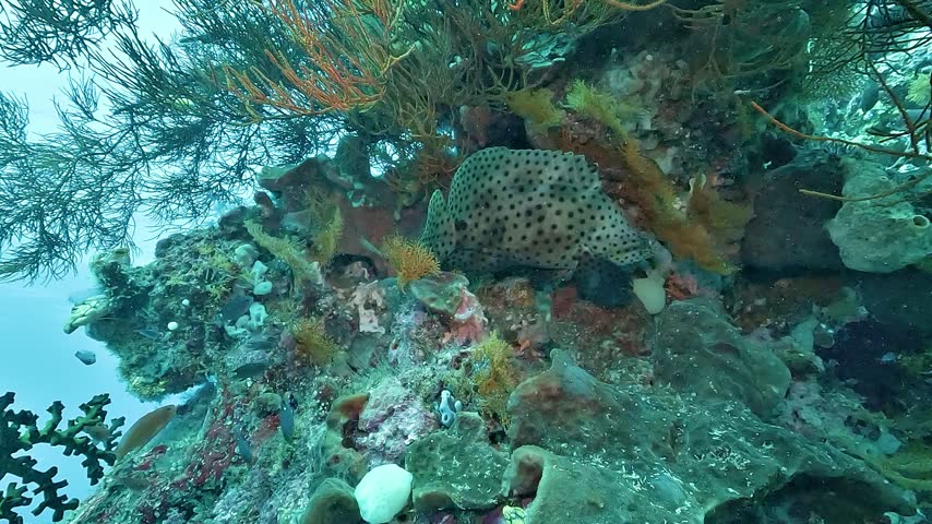 A humpback grouper, also called panther grouper or Grace Kelly grouper, Cromileptes altivelis, shelters deep inside a colorful Raja Ampat reef.