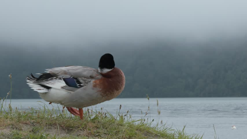 Wild mallard duck preening on the grassy shore of a misty lake in the azores