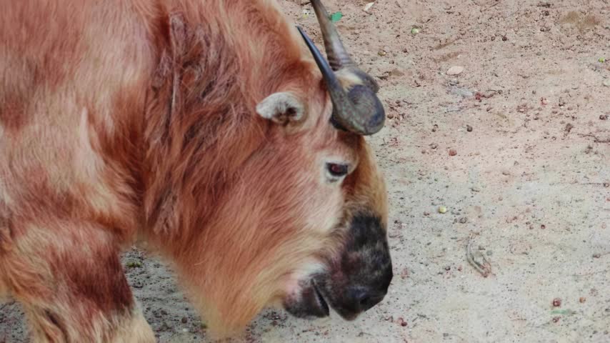 Close-up profile view of a Takin (Budorcas taxicolor) searching for food on dusty ground in safari park