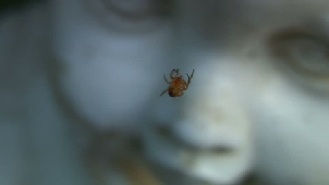 Extreme close-up of spider on decaying statue. HD 1080