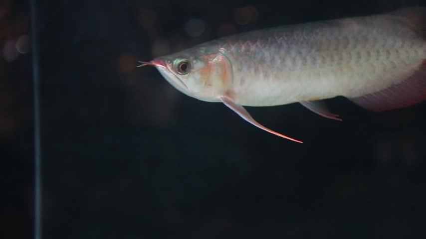 Close-up of an Asian arowana swimming gracefully in a dark aquarium, showcasing its shimmering scales, elegant fins, and exotic freshwater beauty.