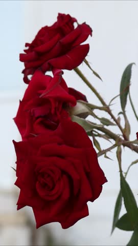 A bouquet of red roses arranged in a vase.