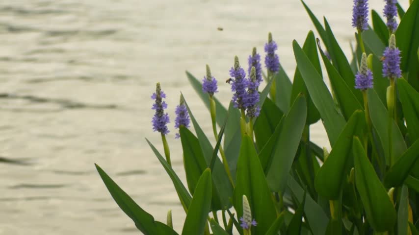 Purple flowers blooming with bees buzzing around them.
