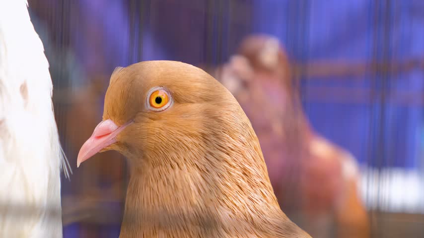 close up pigeon head, symbol of peace love and calmness.