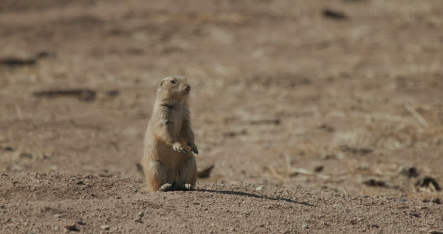 Black-tailed Prairie Dog in Las Cienegas National Conservation Area Arizona