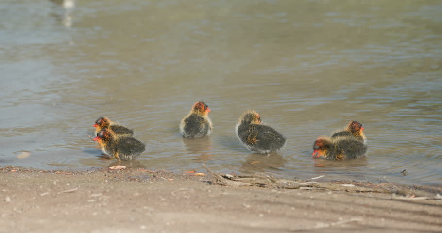 American Coot Adult, Young, Chick Family, Chicks, Coots, Brood Feeding Spring