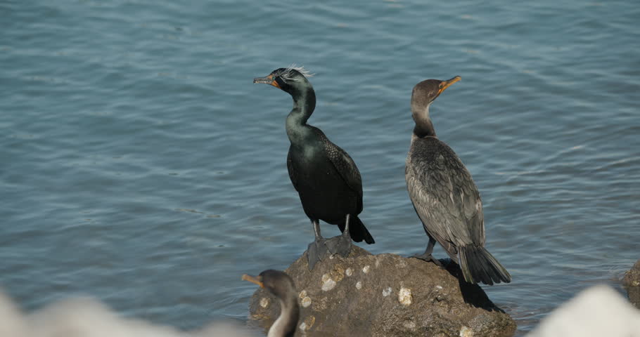 Pair of Double-crested Cormorants on Rocky Shore Baja California