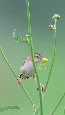 Close up of a small warbler songbird balancing between two green stems holding a green insect prey in its beak against a smooth blurred background