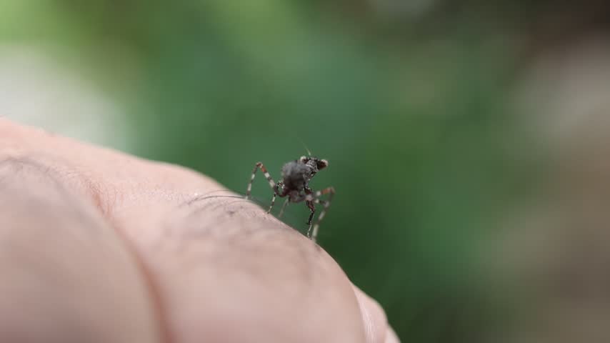 Jumping Spider Arachnid Insect Macro Closeup on Human Finger, Black Brown Hairy Legs, Compact Body and Detailed Texture Against Soft Green Wildlife Background Animal Nature Scene