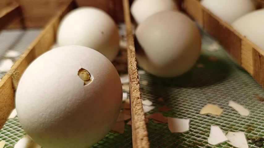 The chick will hatch and be born into the world