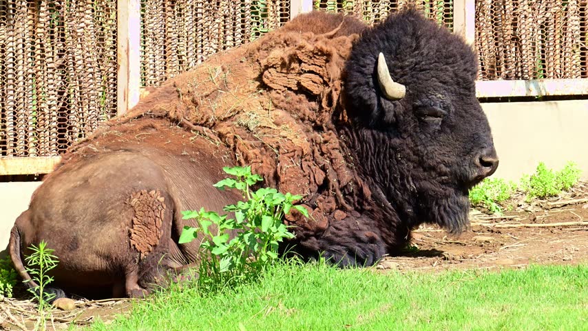 American bison resting in the sun