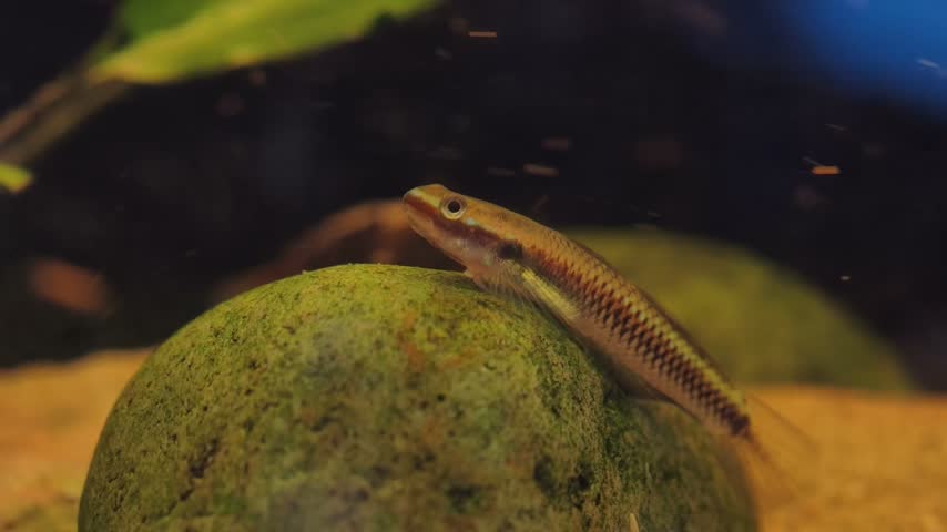Close-up of a small blue neon goby climbing over a mossy rock in a natural freshwater stream, showcasing unique aquatic wildlife behavior