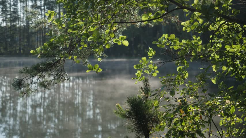 Sunlight filters through leafy green branches as morning fog drifts across a serene, still lake with pine tree reflections in a forest setting