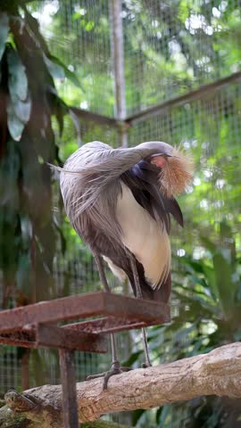 grey crowned crane preening its body feathers in the cage, grey feathers bird in the zoo, low angle