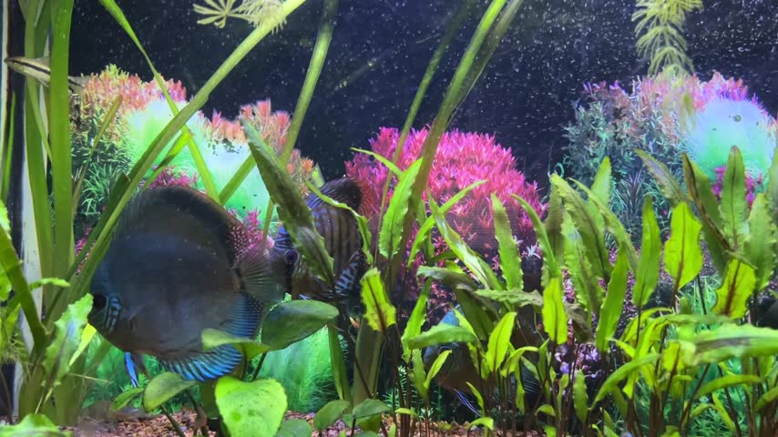 Beautiful blue diamond discus fish and red turquoise discus swimming among vibrant green water plants and neon tetras in a home freshwater aquarium tank.