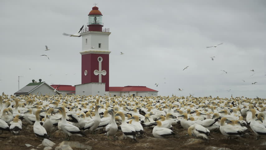 Cape gannets blanket the breeding ground as the red and white Bird Island Lighthouse stands behind under a grey sky.