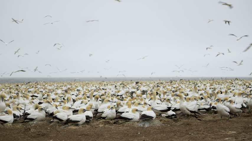 Dense ranks of Cape gannets cover a flat coastal nesting site while more seabirds wheel above the colony on an overcast day.