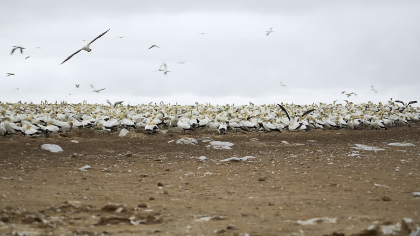 Thousands of white gannets cover a flat sandy colony while more seabirds circle overhead under a grey sky.