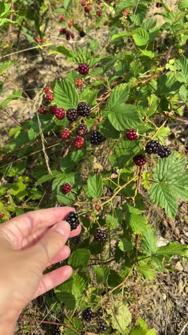 Hand holding fresh ripe blackberries in front of blackberry bush for summer harvest and organic food concept
