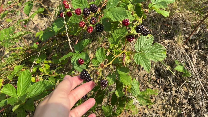 Hand holding fresh ripe blackberries in front of blackberry bush for summer harvest and organic food concept