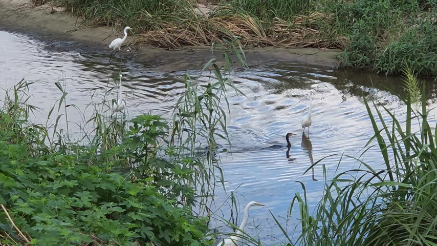 A cormorant takes off from the river surface with powerful wingbeats, splashing water as nearby egrets remain in the natural riverside habitat.