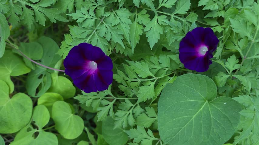 Two deep purple morning glory flowers bloom among lush green leaves and gently move in a soft natural breeze, creating a peaceful summer botanical scene.