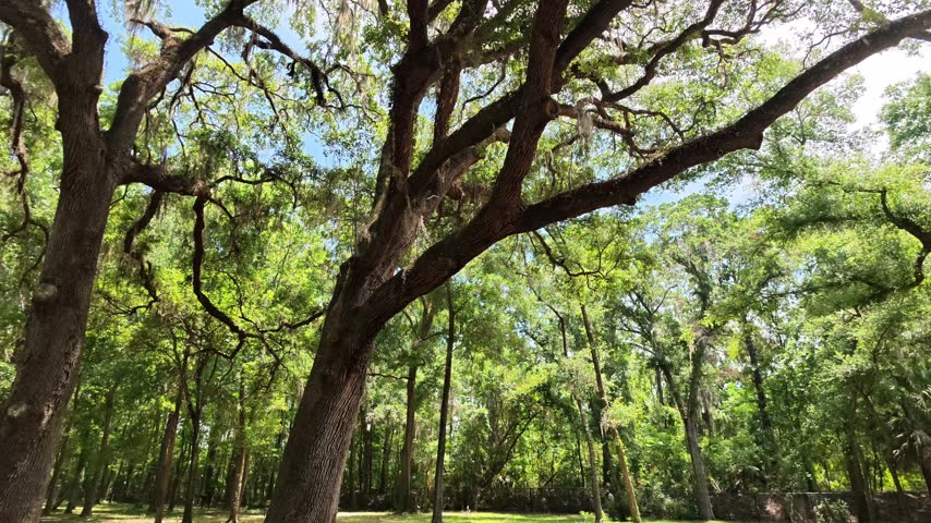 Slow pan shot of sun shining between Florida trees