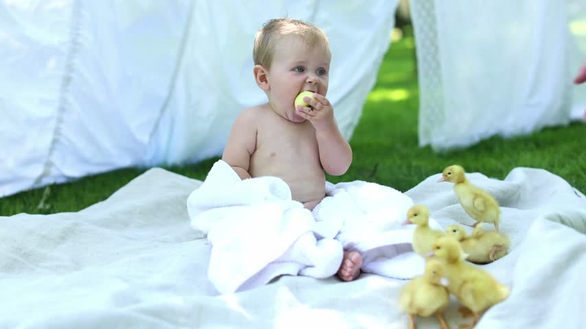 Cute toothless nine-month-old caucasian baby boy wrapped in white towel sitting on blanket trying to bite apple with fluffy yellow ducklings on lawn with hanging sheets background