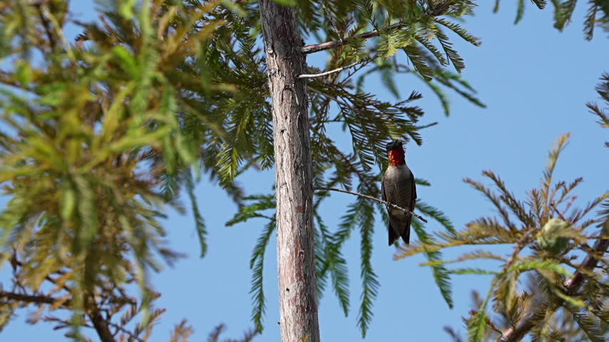 Slow motion ruby-throated hummingbird flies from a branch