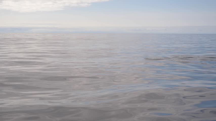 Common Dolphin Leaping Low Above Calm Ocean Surface