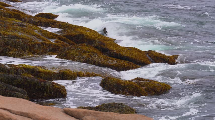 Rocks Densely Covered With Brown Macroalgae Exposed At Low Tide Along The Rocky Coastline Of Acadia National Park In Maine, USA. Static Shot