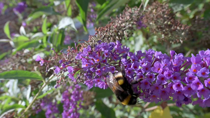 White Tailed Bumblebee (Bombus lucorum) flying between Buddleia flowers in slow motion May, Kent, UK [Slow motion x10] 