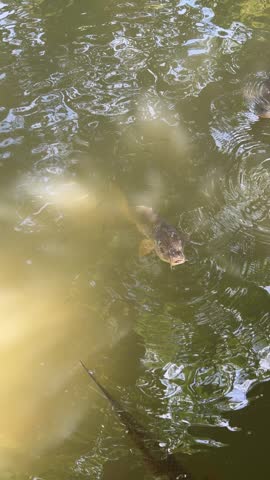 Koi Fish Swimming in Pond Water