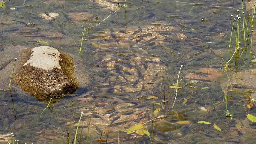 Young Fish Swim Through Clear Water At Jordan Pond In Acadia National Park, Maine, USA. Close-up Shot