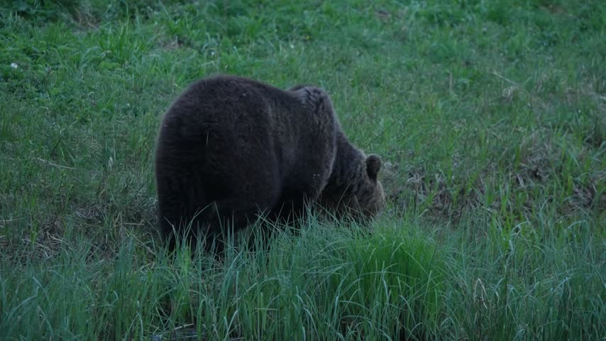 Eurasian brown bear walks slowly across a grassy meadow in Palasi, Estonia, moving from center to far right of frame; natural habitat wildlife behavior in summer dusk light.