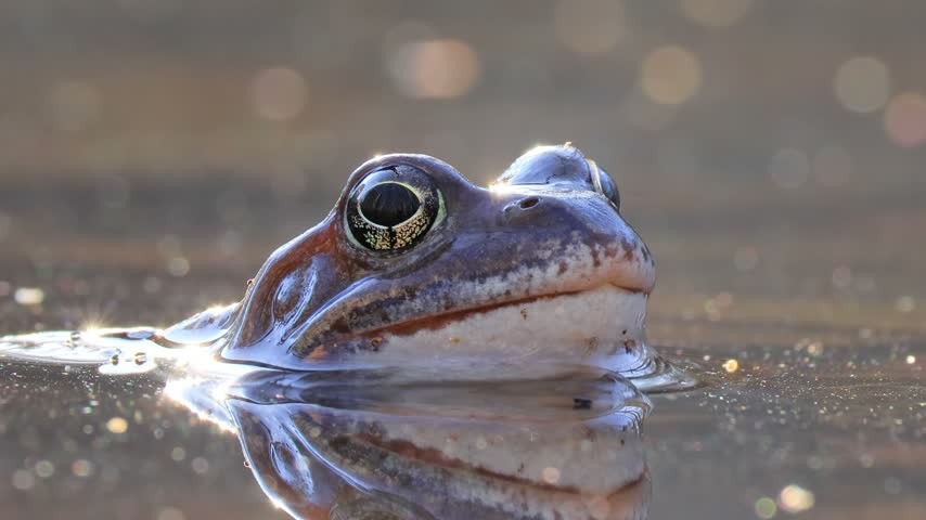 Brown frog (Rana temporaria) close-up in a pond.