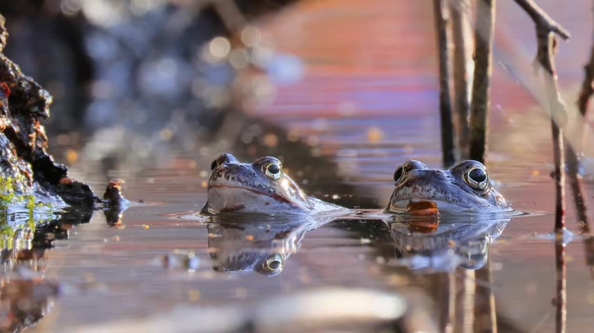 Brown frog (Rana temporaria) close-up in a pond.