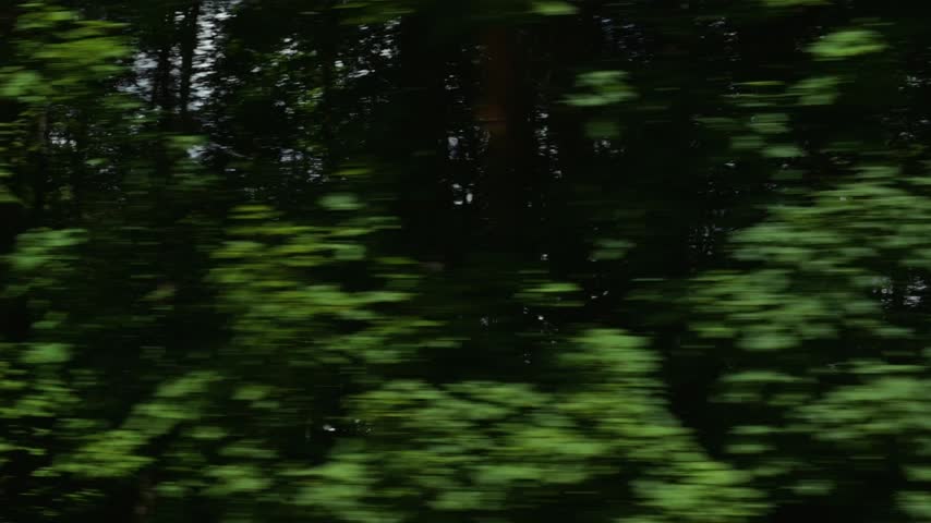 Tall green trees and dense foliage move quickly past as seen from a moving vehicle. Motion blur.