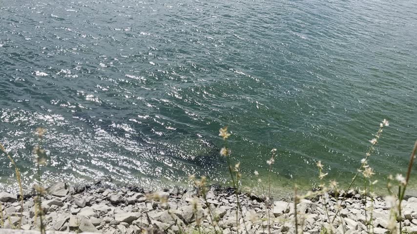 A calm close-up of dark blue-green water gently rippling along a rocky shoreline. A narrow strip of stones is visible at the bottom of the frame, with a few thin plant stems swaying in the breeze, creating a quiet and atmospheric waterside scene.