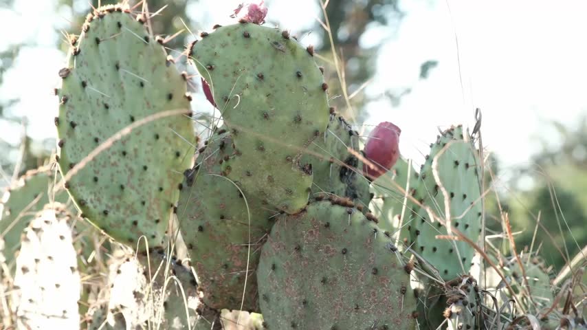 Prickly pear cactus close-up with red fruit in a Texas landscape